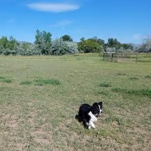 Soft Gold Dog Park